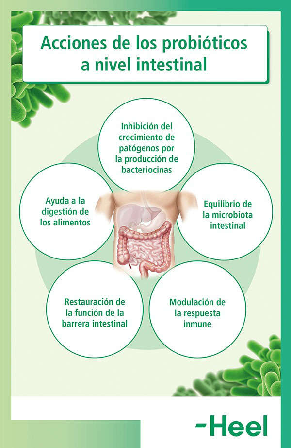 Efectos de los probióticos a nivel intestinal: efectos de los probioticos heelprobiotics heelespana - HeelEspaña