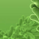 Beneficios y efectos de los probióticos - HeelProbiotics - HeelEspaña