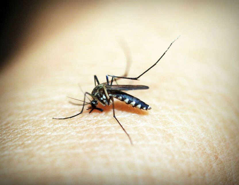 ¿Por qué las embarazadas atraen el doble a los mosquitos?: mosquitos embarazo heelespana e1560163587252 - HeelEspaña