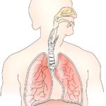 Apnea del sueño y el síndrome de Down: causas apnea sueno sindrome down heelespana 150x150 - HeelEspaña