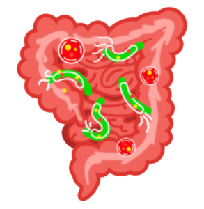 Microbiota y Sobrepeso - ¿Están relacionadas?: bacterias microbiota intestinal heelespana 293x300 - HeelEspaña