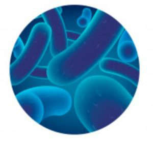 Microbiota y Sobrepeso - ¿Están relacionadas?: lactobacillus heelespana 300x277 - HeelEspaña