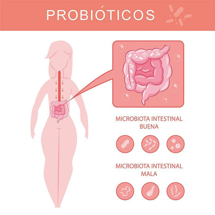 Cambios en la microbiota intestinal - HeelEspaña
