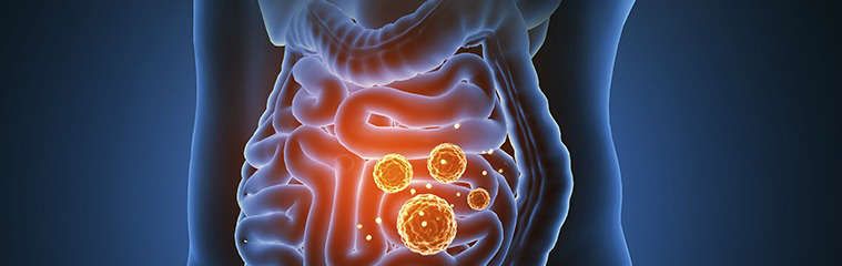 Microbiota intestinal: funciones - HeelEspaña