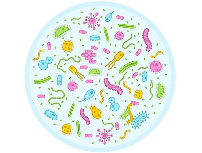 Conocer la relación entre la microbiota intestinal y el sistema inmune - HeelEspaña