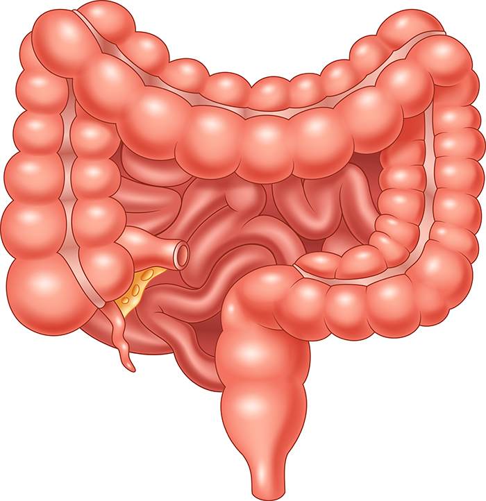 Del intestino a la piel: ¿cómo influye la salud intestinal en nuestra piel?: intestino piel 1 - HeelEspaña