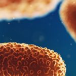 Ejercicios de fuerza y su impacto en la microbiota intestinal: bifidobacterias lactobacilos 150x150 - HeelEspaña