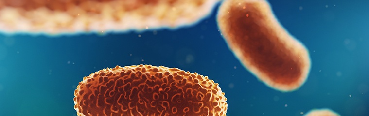 El papel de las bifidobacterias y lactobacilos en la microbiota intestinal