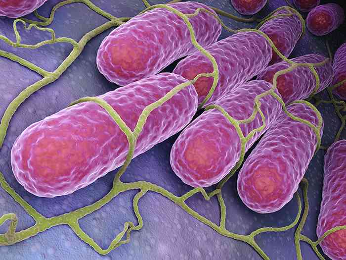 Los nanoplásticos afectan al microbioma intestinal: problemas microbioma - HeelEspaña