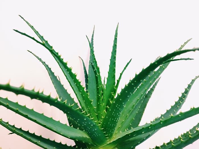 Aloe vera | Aplicaciones en la mucosa respiratoria: beneficios aloe vera - HeelEspaña