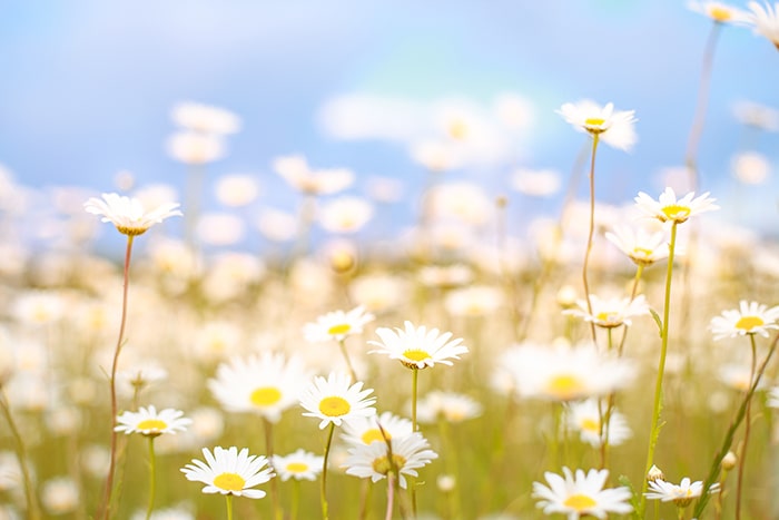 Plantas que provocan alergia primaveral