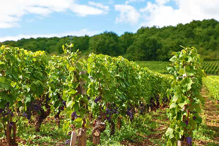 Beneficios para la circulación de la vitis vinifera