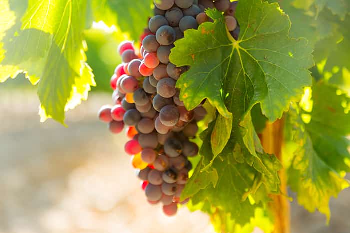 Vitis vinifera | Alivio para la circulación sanguínea del paciente: vitis vinifera 1 - HeelEspaña