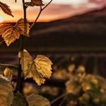 Beneficios de la vitis vinifera