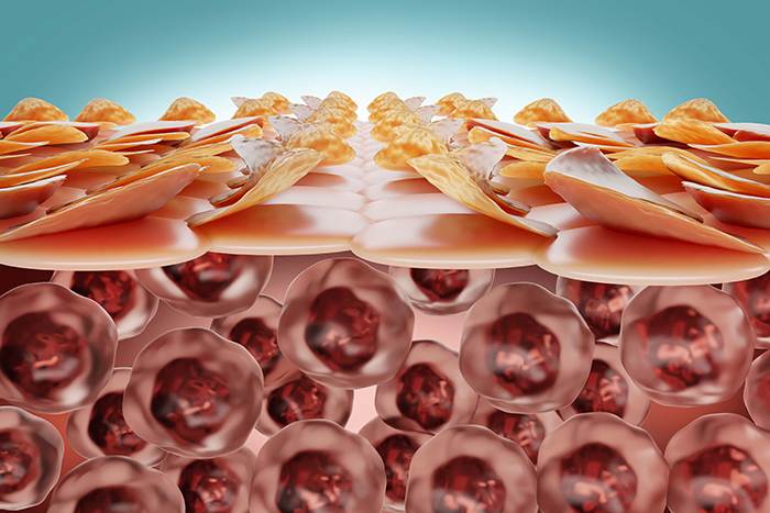 Queratinocitos en la formación de las capas de la piel: queratinocitos funcion - HeelEspaña