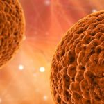 Inmunidad celular y el correcto funcionamiento del sistema inmune: anticuerpos 150x150 - HeelEspaña