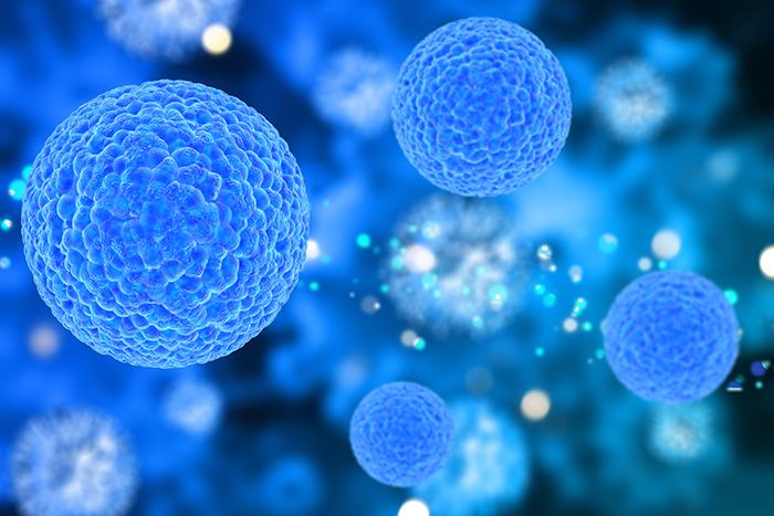 Inmunidad celular y el correcto funcionamiento del sistema inmune: cambios inmunidad celular - HeelEspaña